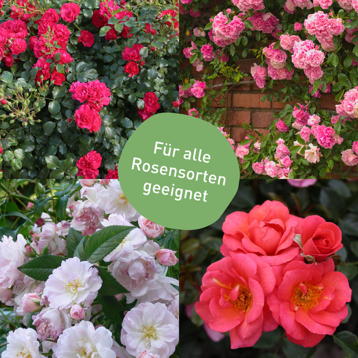 Mittel gegen Mehltau an allen Rosensorten