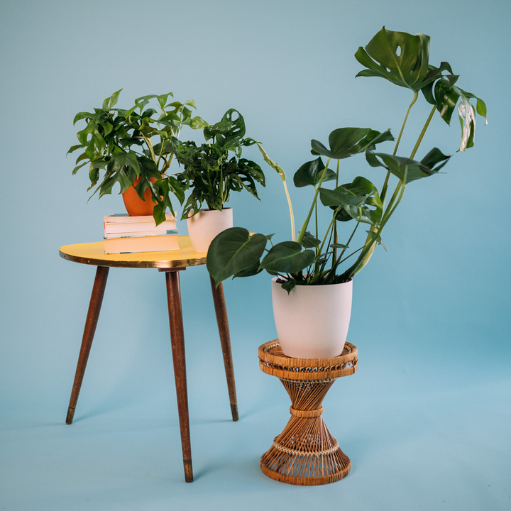 3er Set Monstera-Arten