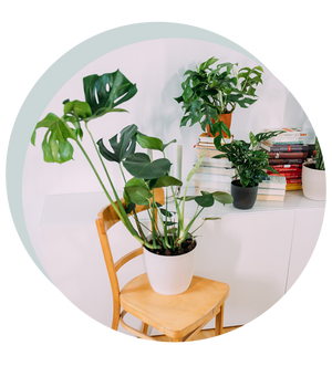 Monstera-Arten im Set