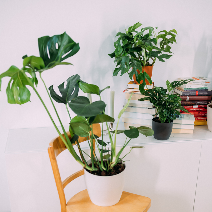Monsteras im Wohnzimmer