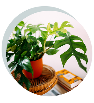 Rhaphidophora tetrasperma