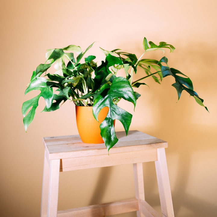 Monstera minima als Zimmerpflanze