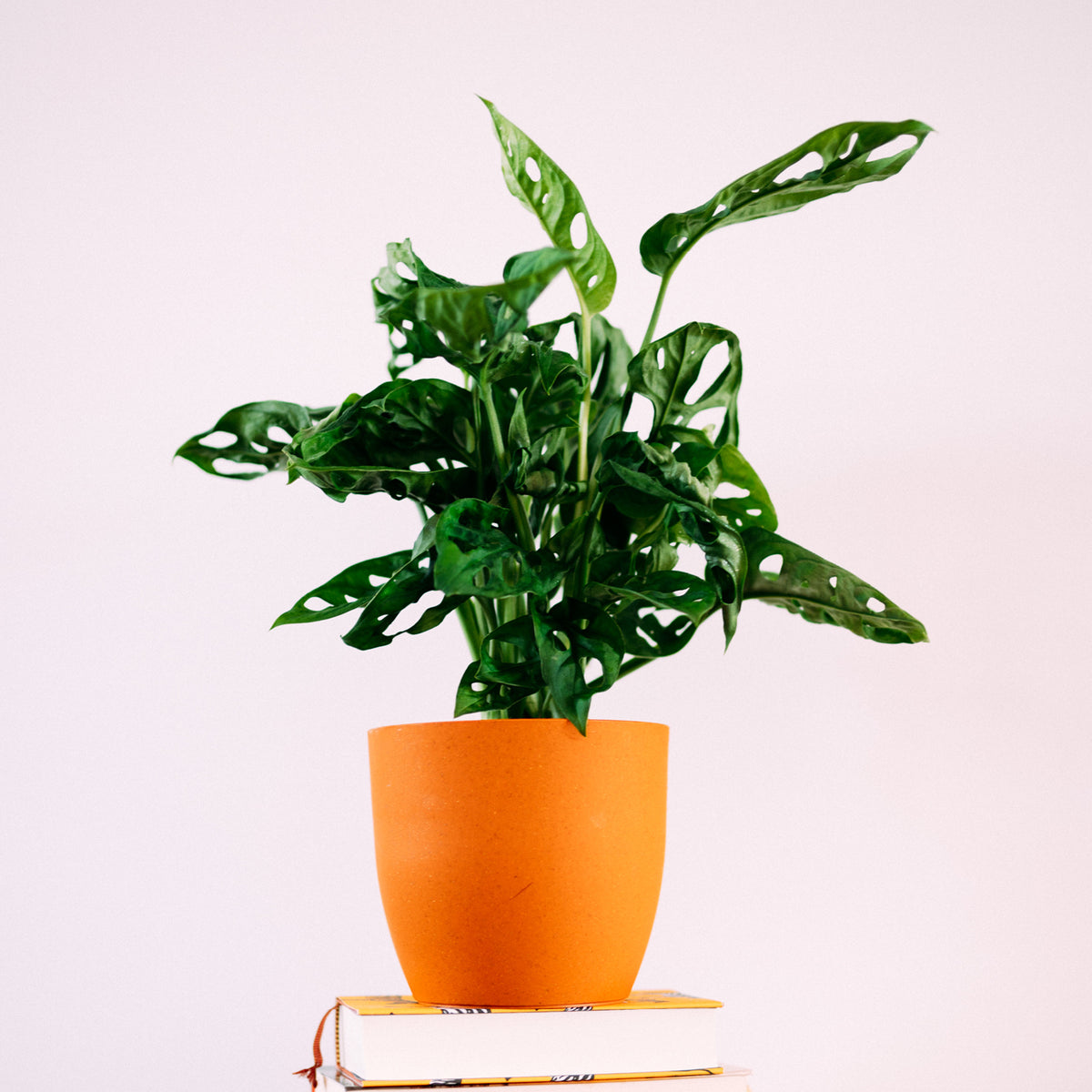 Monstera Monkey Leaf im Wohnzimmer