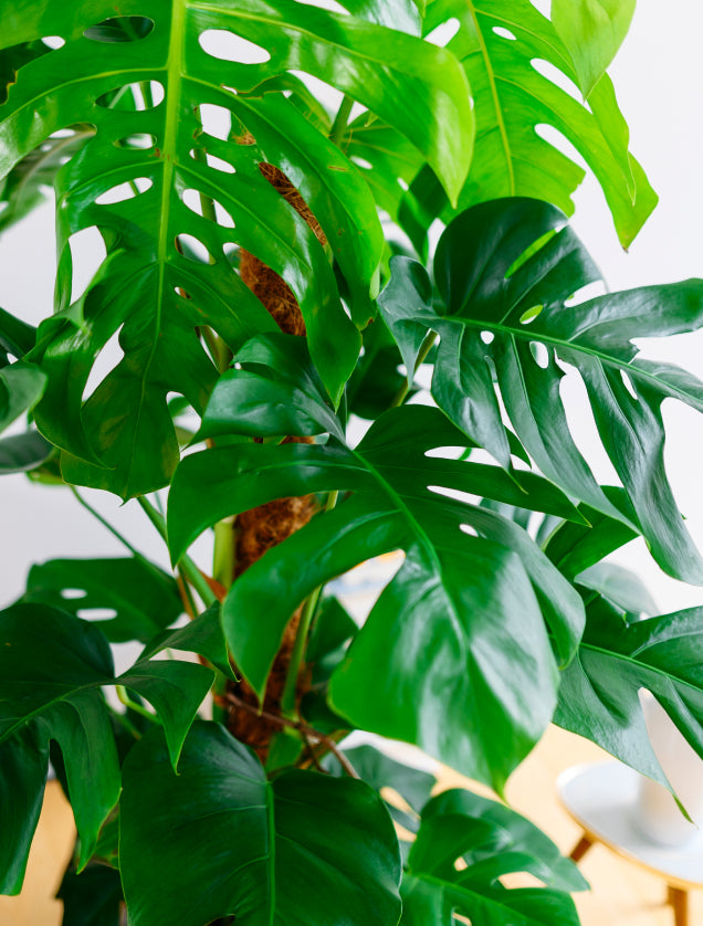 Monstera ohne Thripse