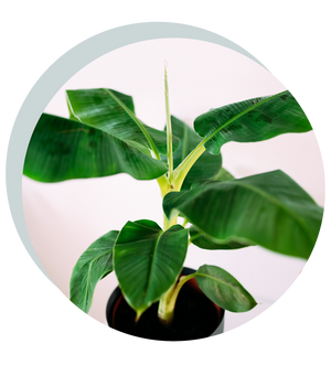 Musa acuminata 'Dwarf Cavendish'