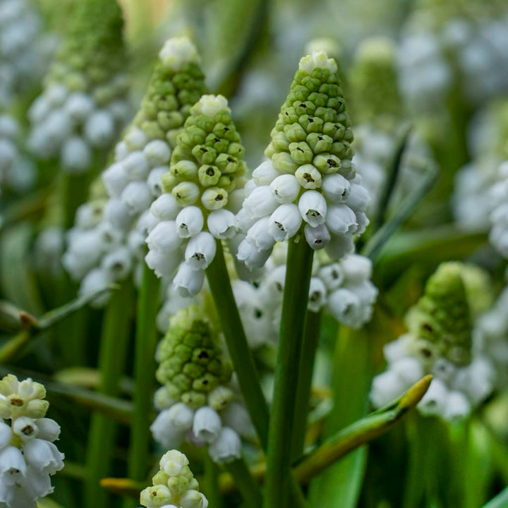 Muscari armeniacum