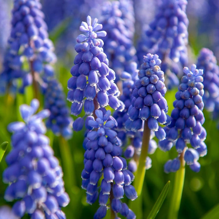 Muscari armeniacum