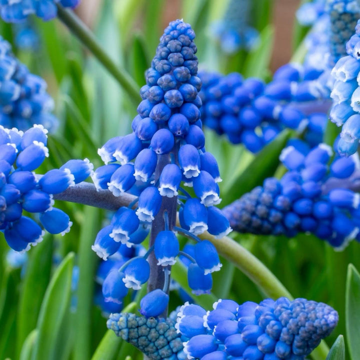 Bio-Traubenhyazinthe 'White Magic' Weiß
