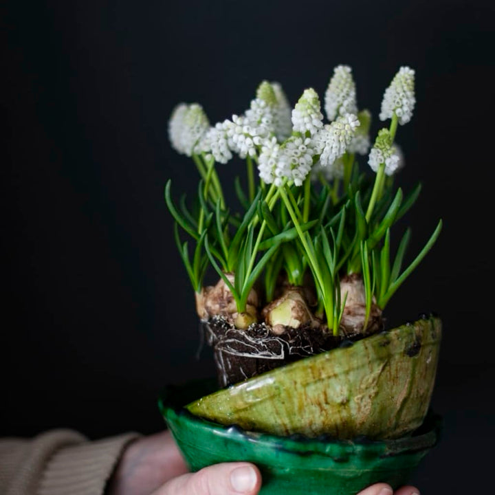 Bio-Traubenhyazinthe 'White Magic' Weiß