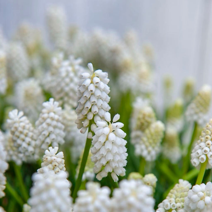 Muscari armeniacum