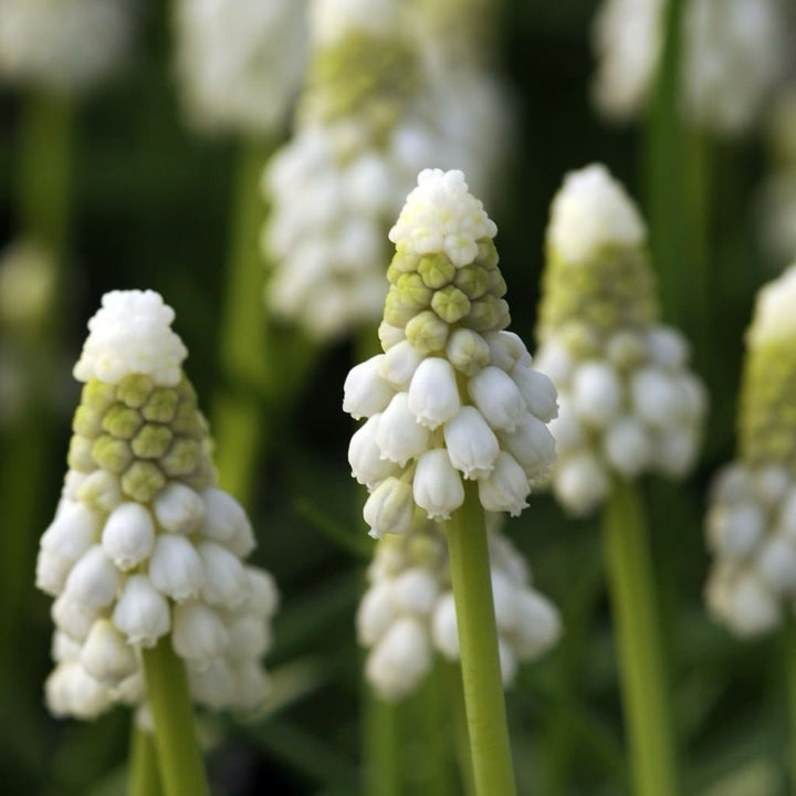 Traubenhyazinthe 'White Magic' Weiß
