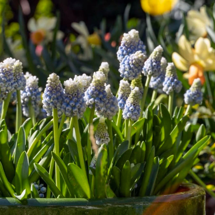 Muscari armeniacum