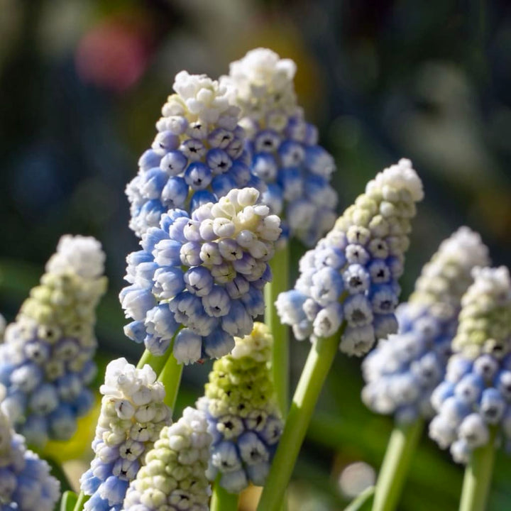 Zweifarbige Traubenhyazinthe 'Mountain Lady' Blau-Weiß