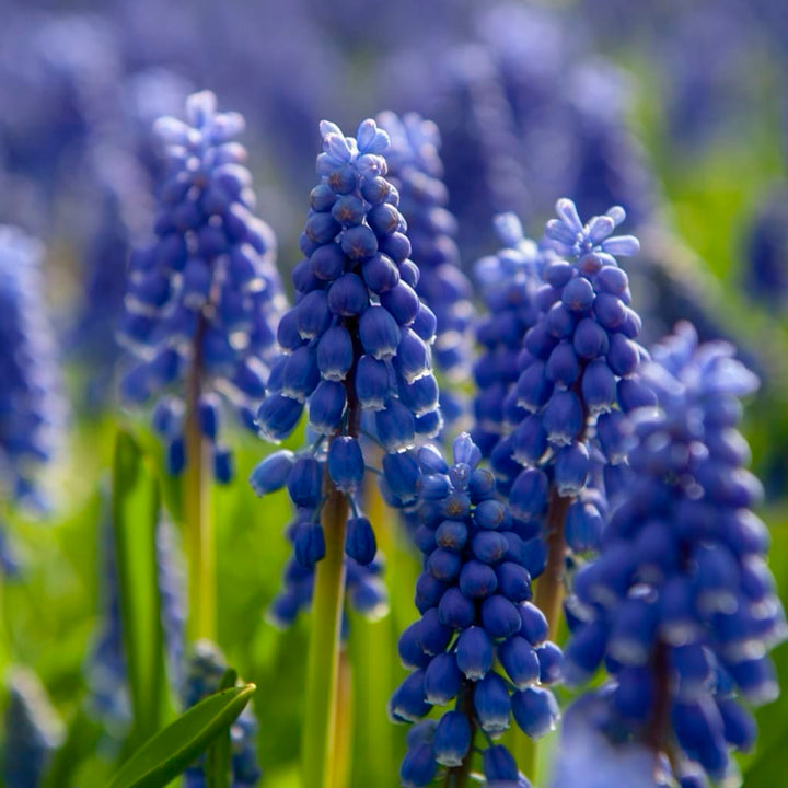 Zweifarbige Traubenhyazinthe 'Mountain Lady' Blau-Weiß