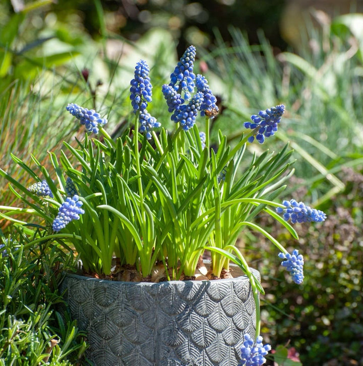 Zweifarbige Traubenhyazinthe 'Mountain Lady' Blau-Weiß