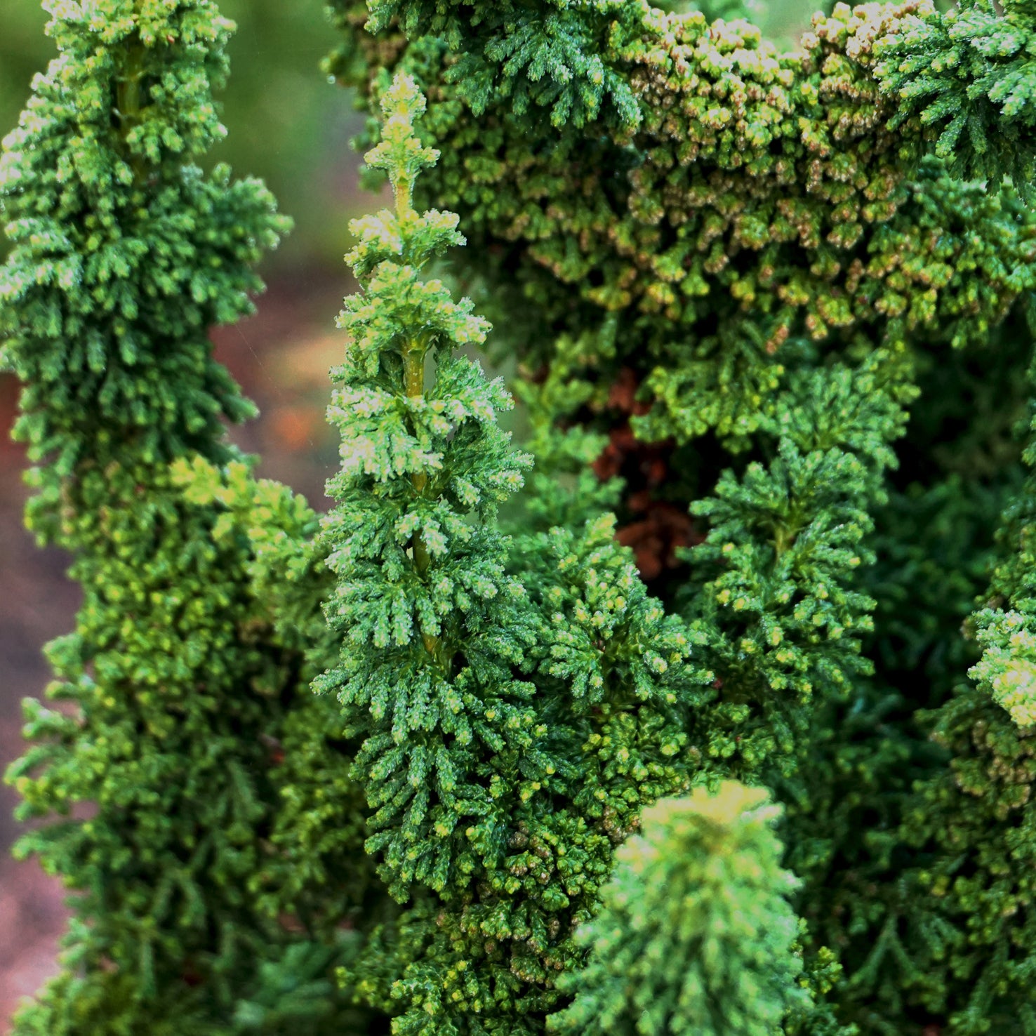 Nadeln der Chamaecyparis obtusa 'Chirimen'