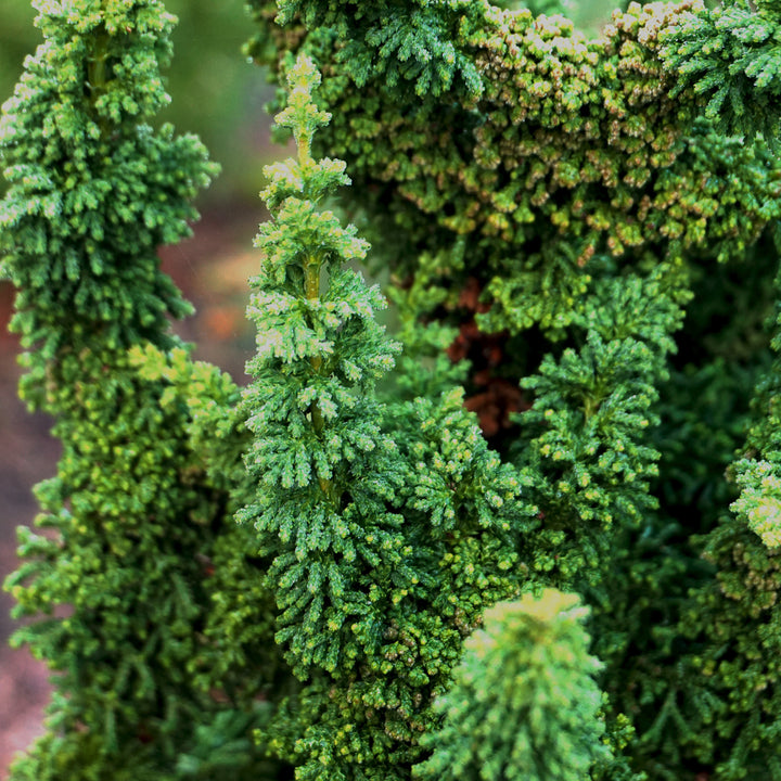 Nadeln der Chamaecyparis obtusa 'Chirimen'
