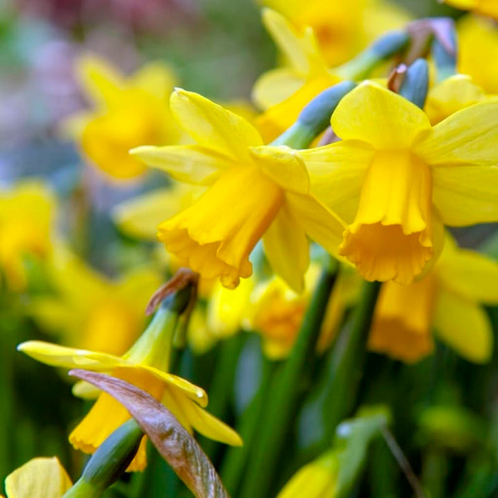 Narcissus