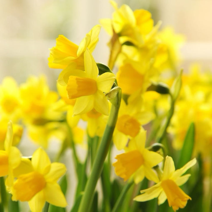 Narcissus cyclaminues