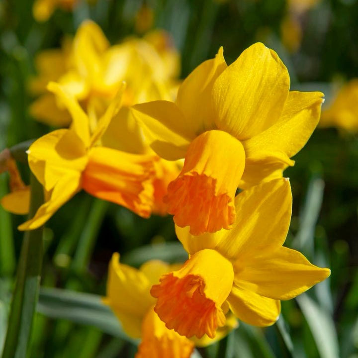 Narcissus cyclaminues