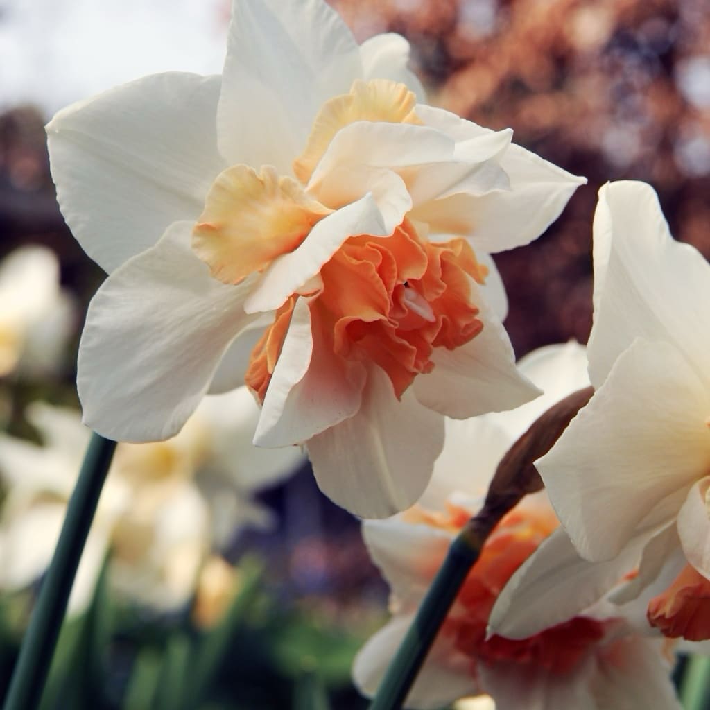 Narcissus pseudonarcissus