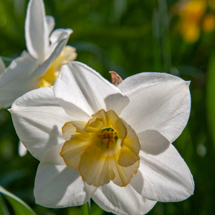 Narcissus pseudonarcissus