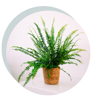 Nephrolepis exaltata 'Green Lady'