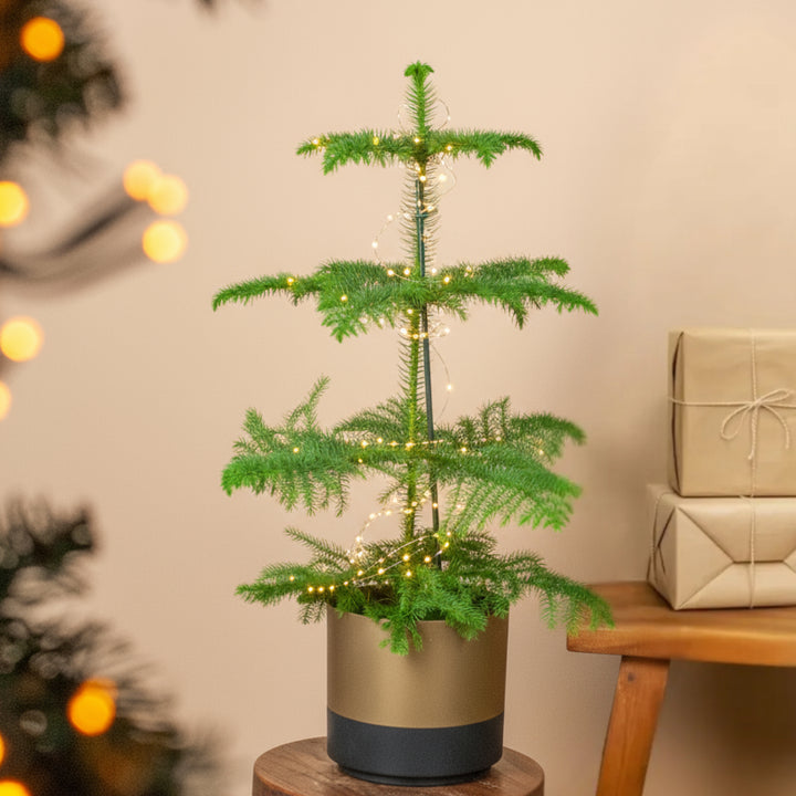 Norfolk-Tanne als Weihnachtsdeko