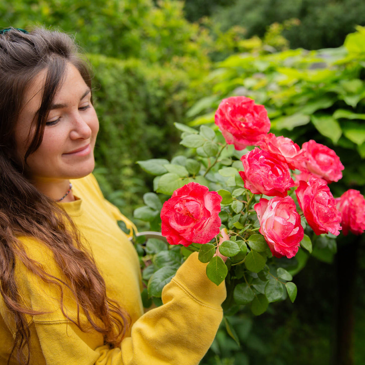 Nostalgie'®-Rose im Garten