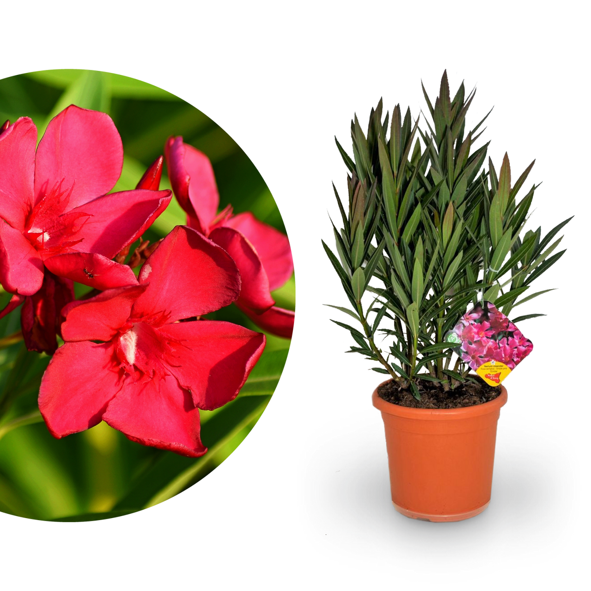 Oleander Rot