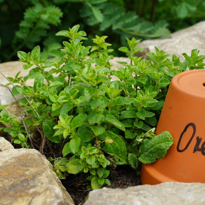 Oregano Rosa