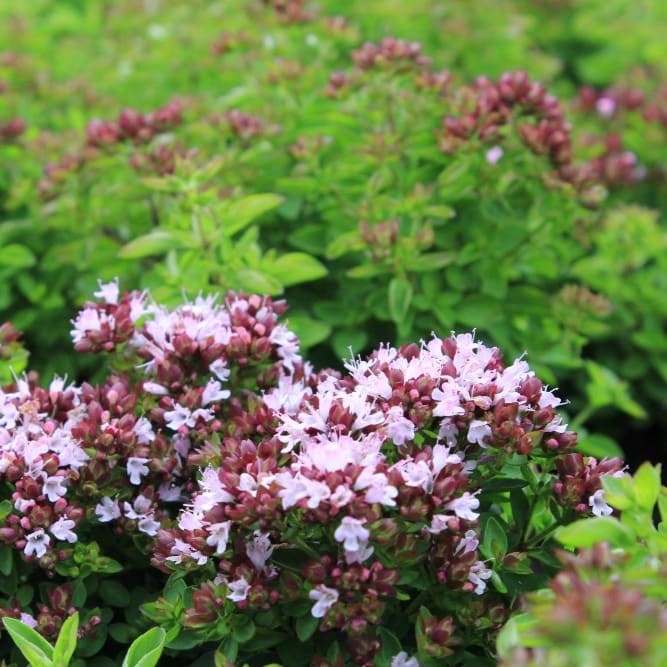 Origanum vulgare 'Compactum'