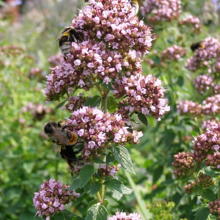Origanum vulgare