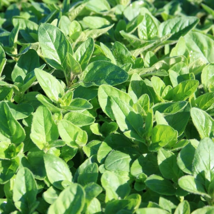 Origanum vulgare