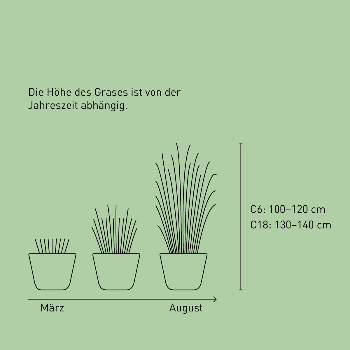 Größe des Pampasgras 'Pumila'