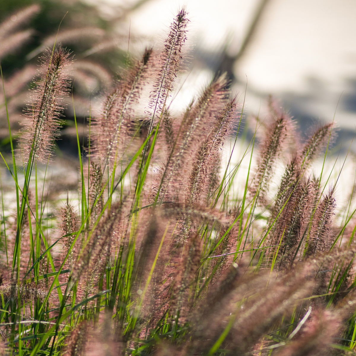 Wedel von Pennisetum alopecuroides 'Hameln'