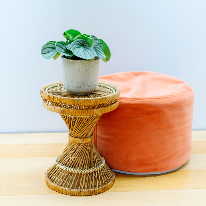 Peperomia argyreia 'Watermelon' im Wohnzimmer