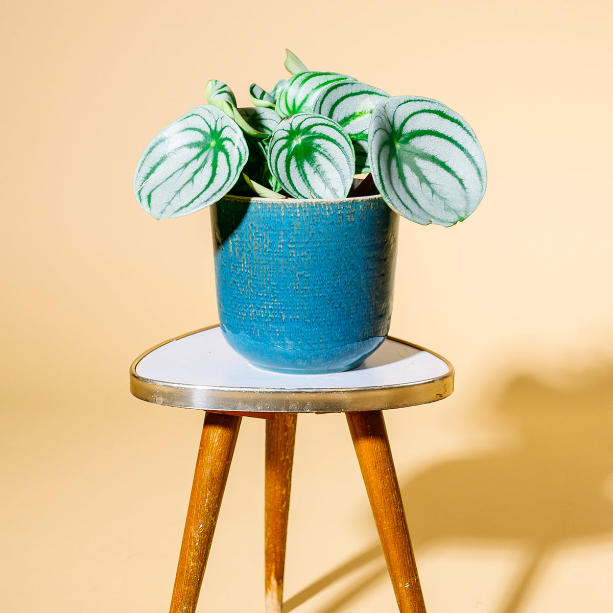 Peperomia argyreia 'Watermelon' als Zimmerpflanze