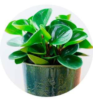 Peperomia obtusifolia 'Greengold'