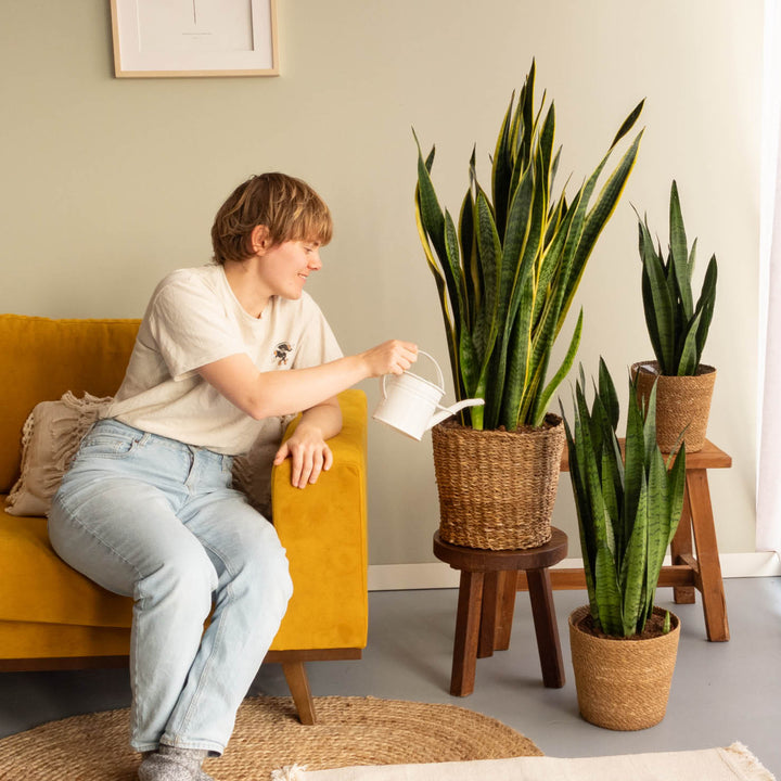 Person mit großer Sansevieria trifasciata im Wohnzimmer