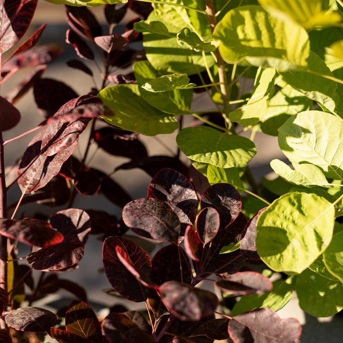 Perückenstrauch 'Royal Purple'® kombiniert