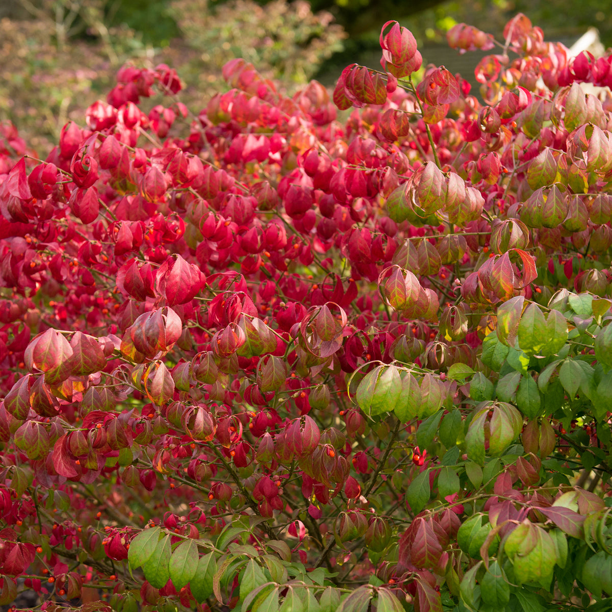 Herbstfärbung des Korkflügelstrauch 'Compactus'