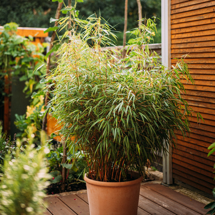 Gartenbambus 'Asian Wonder'