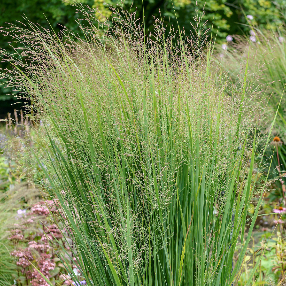 Rutenhirse ‘Northwind’