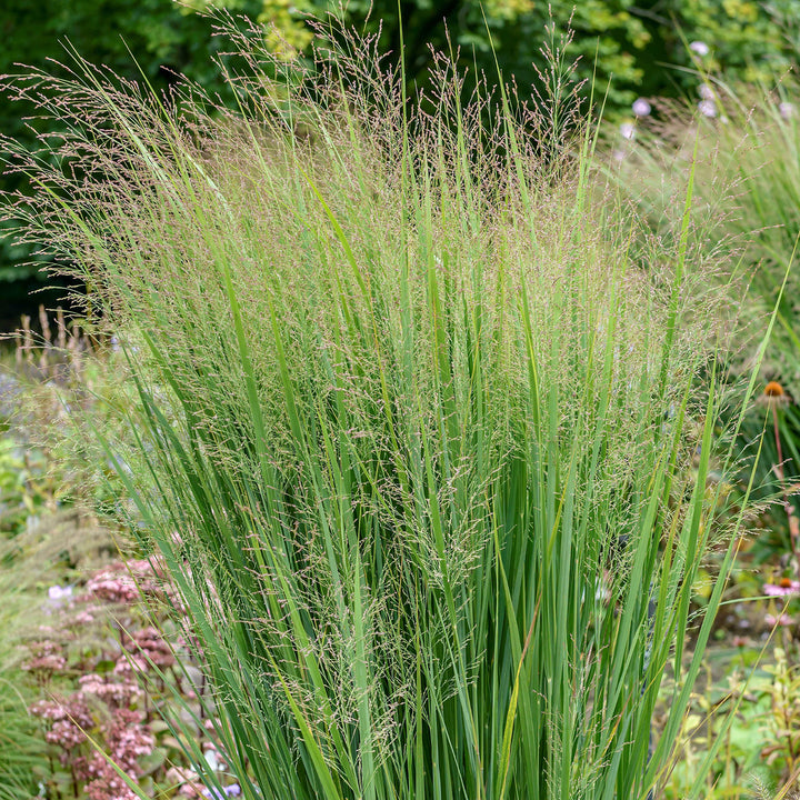 Rutenhirse ‘Northwind’
