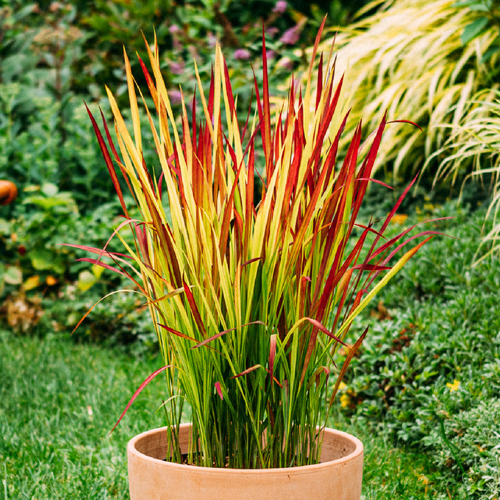 Japanisches Blutgras ‘Red Baron’