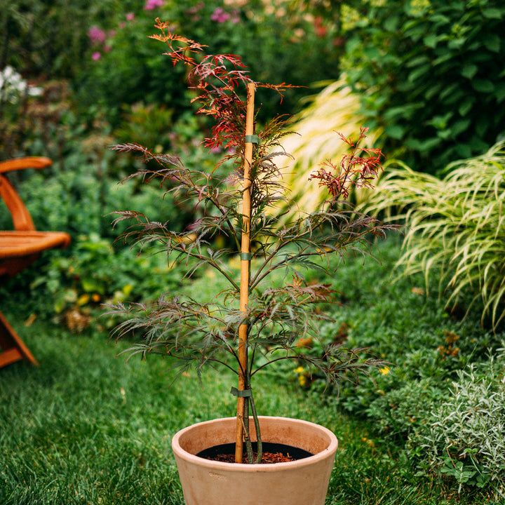 Roter Schlitzahorn 'Dissectum Garnet'