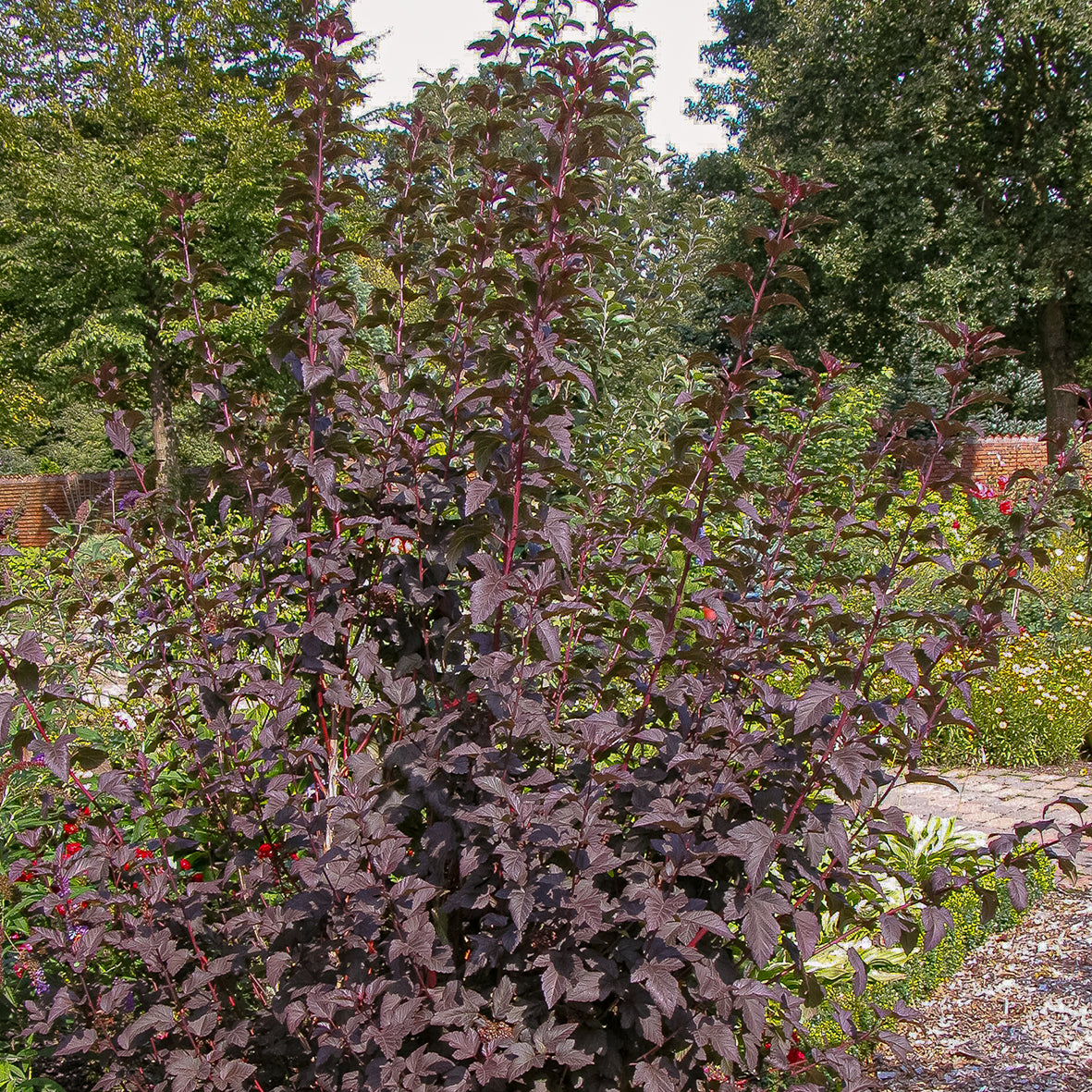 Dunkelrote Blasenspiere 'Diabolo'®