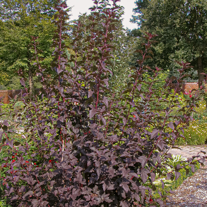 Dunkelrote Blasenspiere 'Diabolo'®