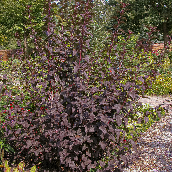 Dunkelrote Blasenspiere 'Diabolo'®